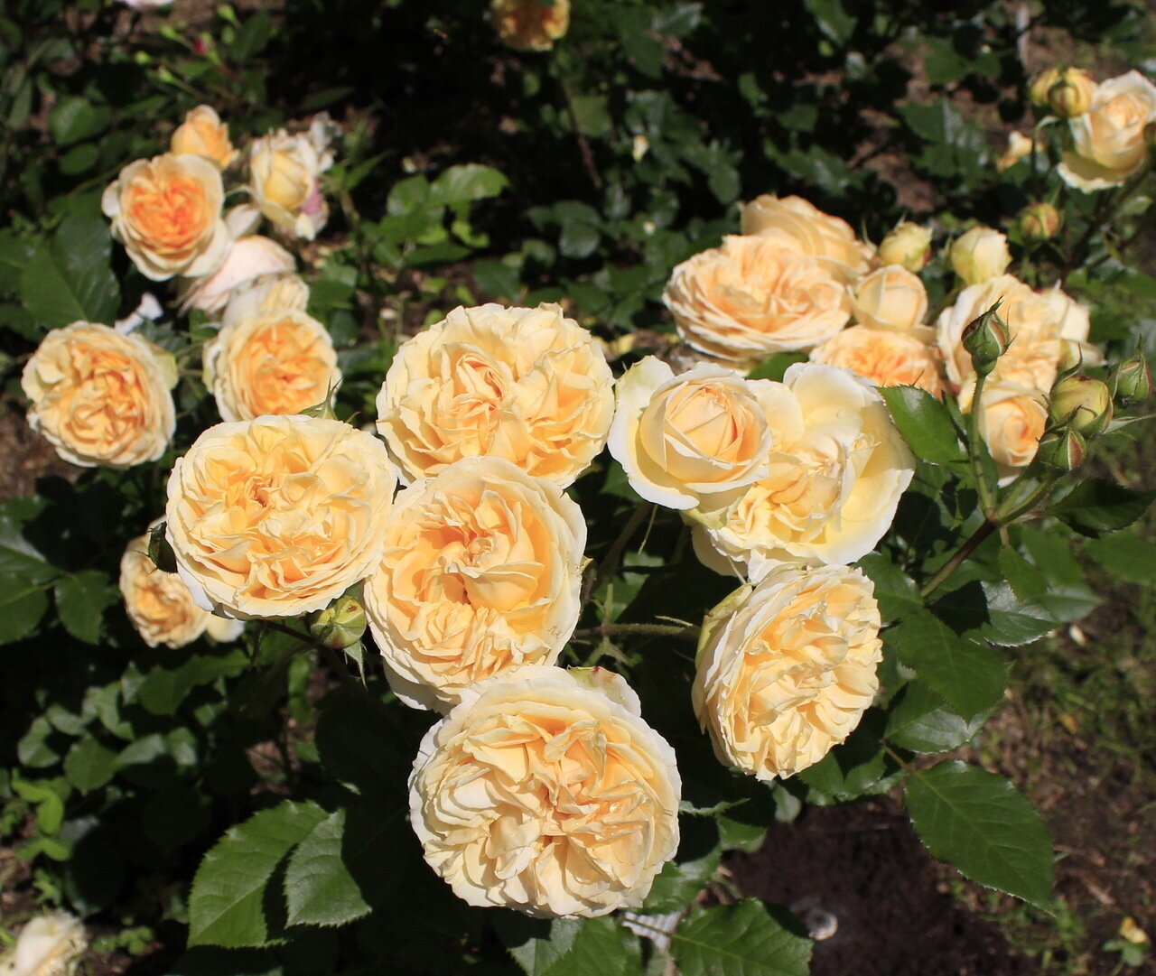 Роза флорибунда Дольче Вита 1