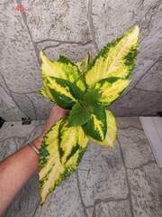 Emerald Gold Тай колеус