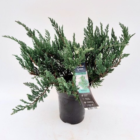 Можжевельник горизонтальный 