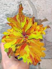 Freckles Rufles Тай колеус КСР