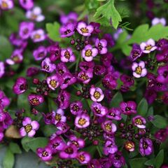 S10511 Алиссум Wonderland Deep Purple 10 шт.