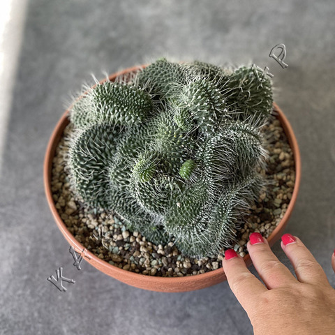 Маммиллярия Спинозиссима Ун Пико Кристата d23