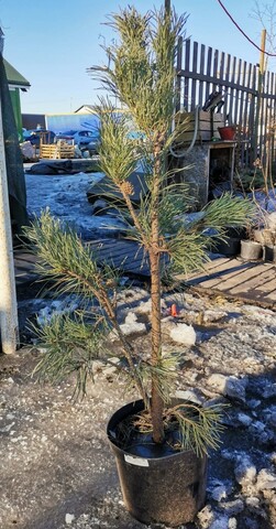 Сосна обыкновенная Фастигиата | Pinus sylvestris Fastigiata 80-100 см (С7,5)