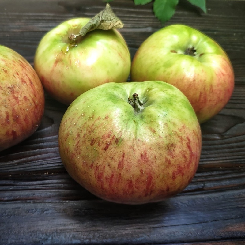 Штрифель яблоки фото и описание