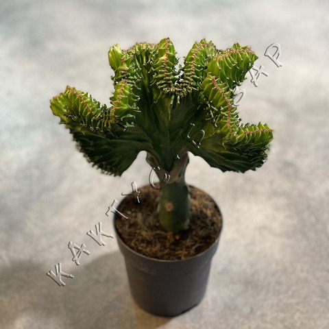 Эуфорбия Лактея Кристата (прививка) d11