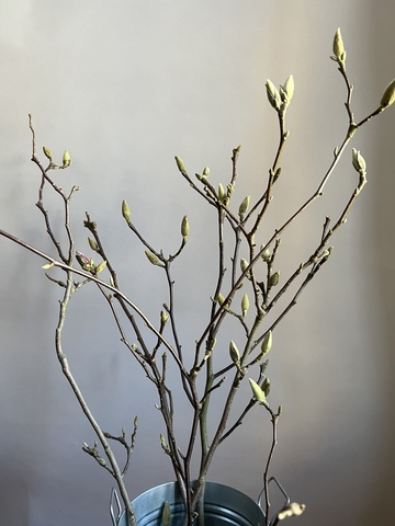 Магнолия ветки 100 см