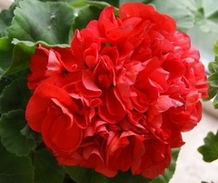 Пеларгонии