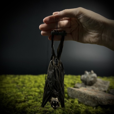 Летучая мышь в подарочной коробке