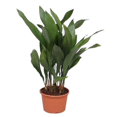 Аспидистра