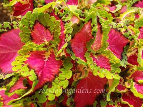 Heartbreaker колеус КСР