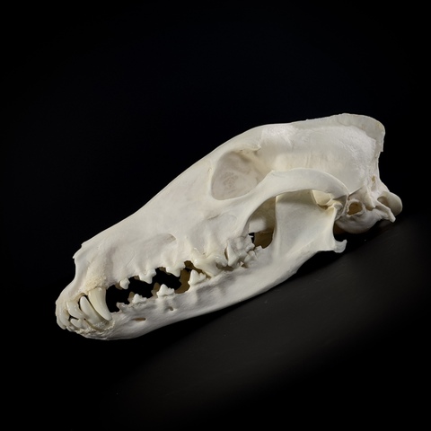 Череп собаки