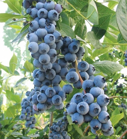 Голубика Дук