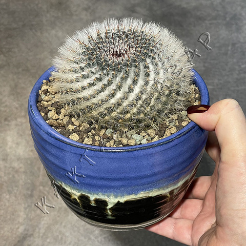 Маммиллярия Хахниана в керамике d12