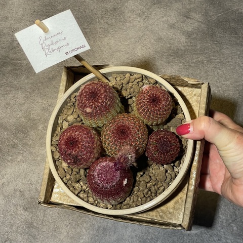 Эхиноцереус Ригидиссимус Рубриспинус в керамике d15