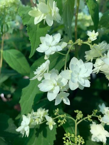 Гортензия древовидная Хайес Cтарберст фото