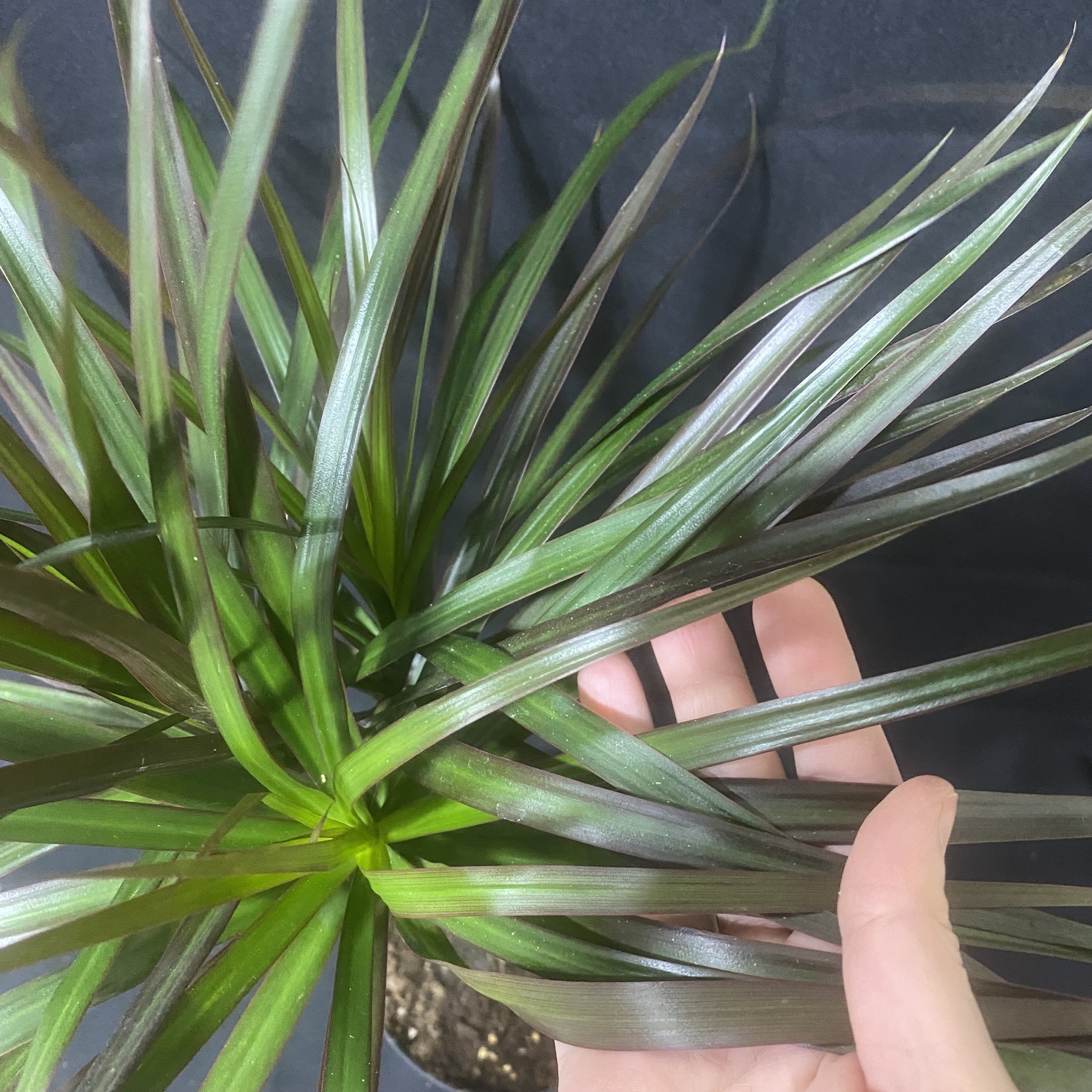 Драцена Маргината Маджента 19/80 Dracaena Marginata Magenta – купить за  1681 руб | Растения, цветы и декор интерьера