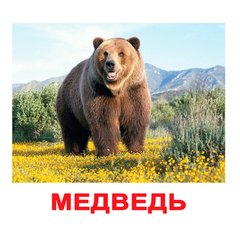 Вундеркинд с пеленок. Набор обучающих карточек"Дикие животные"