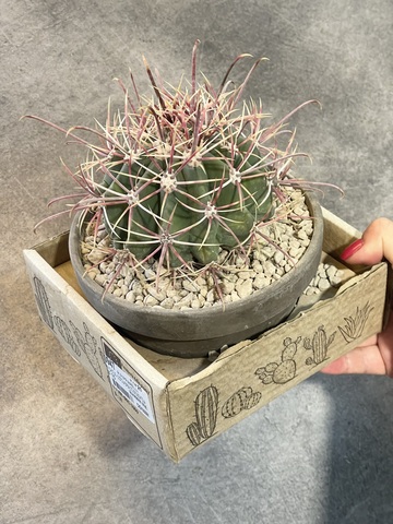 Ферокактус Грацилис в керамике d15