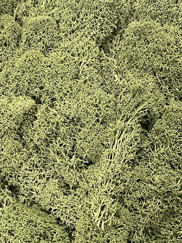 Мох стабилизированный , цвет: болотно-зеленый 100г.