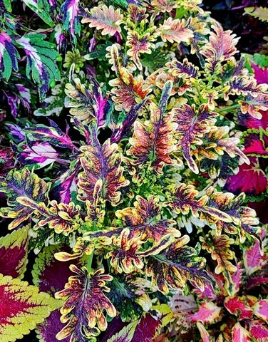 Copper Coral колеус КСР