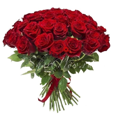 Букет классических роз красного цвета из Эквадора, перевязанный красной лентой.