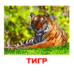 Вундеркинд с пеленок. Набор обучающих карточек"Дикие животные"