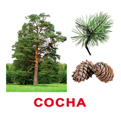 Вундеркинд с пеленок. Набор обучающих карточек"Деревья"