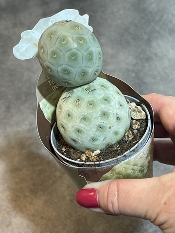 Тефрокактус Геометрикус