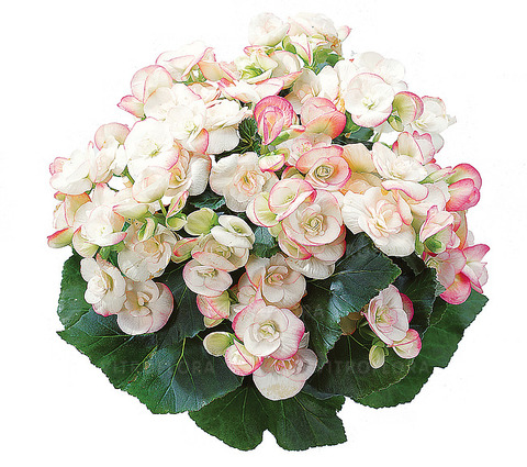 1289 Бегония Ilona Collection Camilla (Весна 2026)