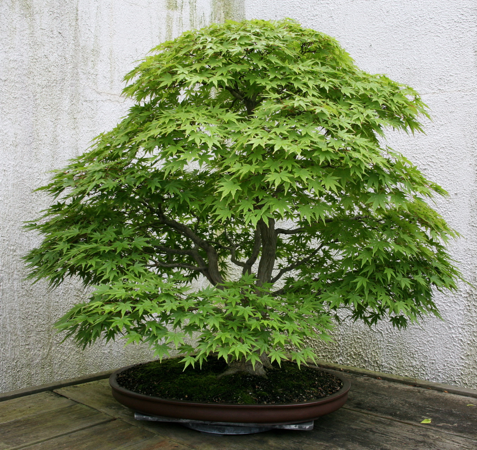 Семена Клен дланевидный Acer palmatum