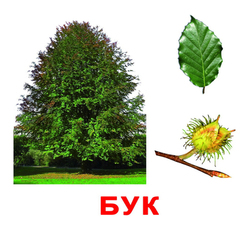 Вундеркинд с пеленок. Набор обучающих карточек"Деревья"