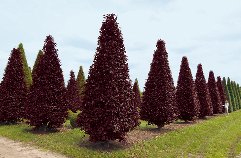 Teofrast Бук европейский пурпурный Fagus sylvatica Atropurpurea