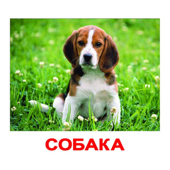 Вундеркинд с пеленок. Набор обучающих карточек"Домашние животные" 4612731630201