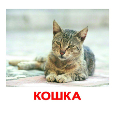 Вундеркинд с пеленок. Набор обучающих карточек"Домашние животные" 4612731630201