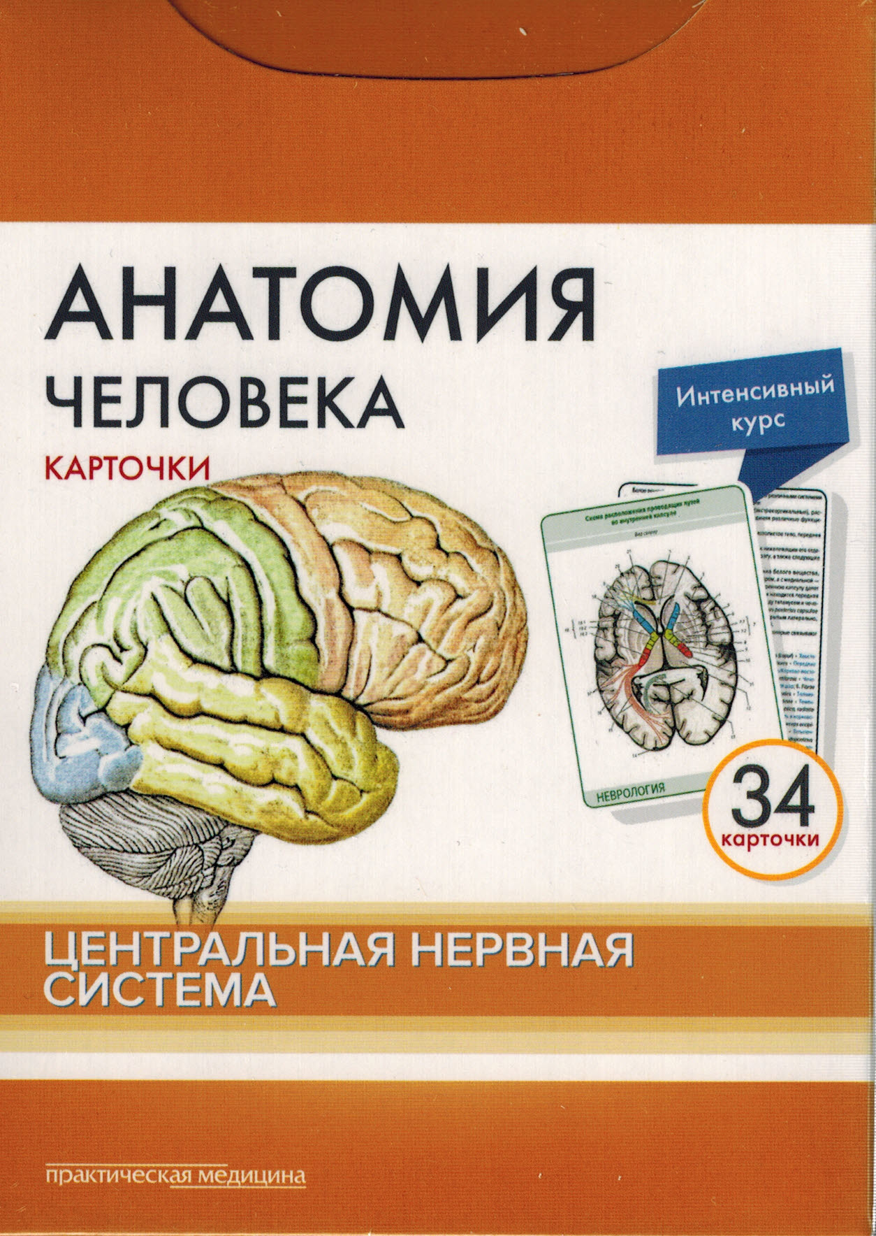 Книга анатомия человека. Сапин анатомия человека. Центральная нервная система. Карточки. Сапин карточки анатомия. Карточки по анатомии ЦНС. Сапмн карточки анатомия.