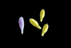 Силиконовый молд 