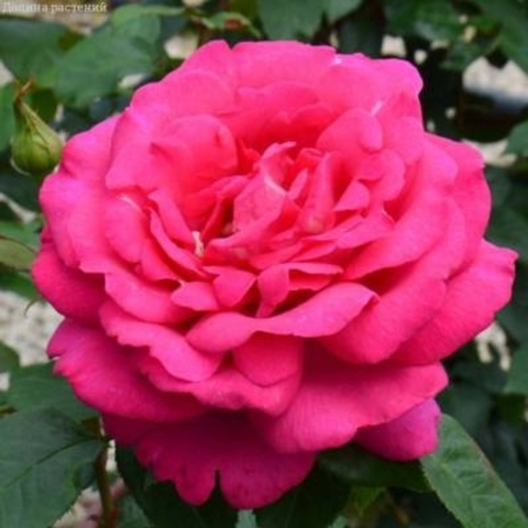 Веласкес(Velasquez)