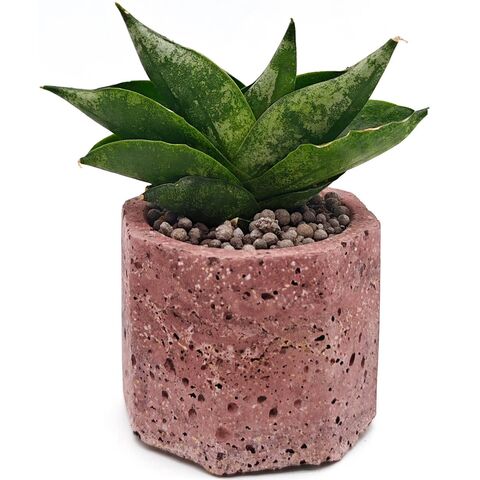 Живой суккуклент Сансевиерия Бонселленсис в горшке