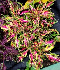 Kalibri LE колеус КСР