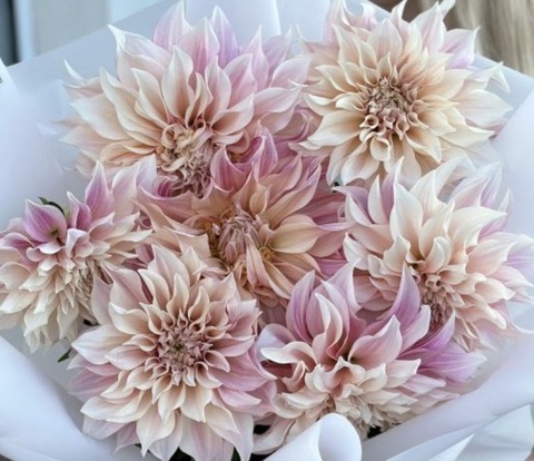 Георгин Кафе о ле (Café au lait)