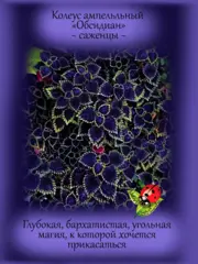 Почвопокровные и ампельные