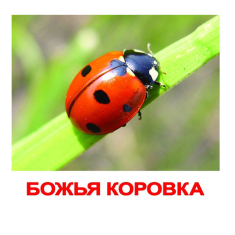 Вундеркинд с пеленок. Набор обучающих карточек"Насекомые"