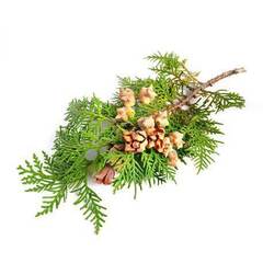 Эфирное масло Кипариса (Cypress) - 10 мл. Compagnie des Sens