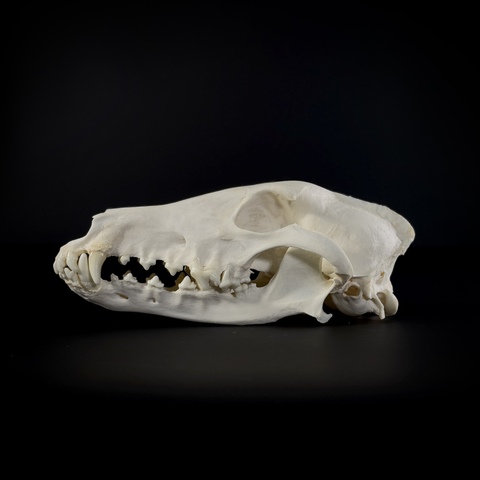 Череп собаки