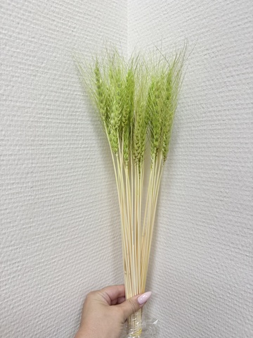 Пшеница Нежно-зеленый