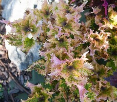 Bandit Queen Тай колеус КСР