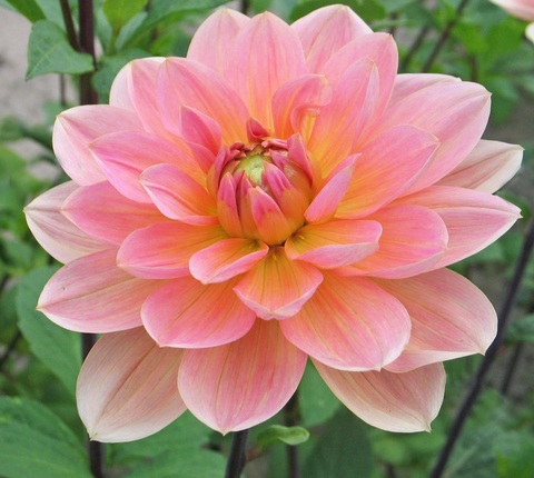 Георгин Ювон Гирлинг (Yvone Gerlings)