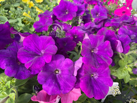 Петуния Каскадиас Индиго