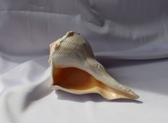 Бусикон перверсум (Sinistrofulgur perversum), 1шт, 15-17см