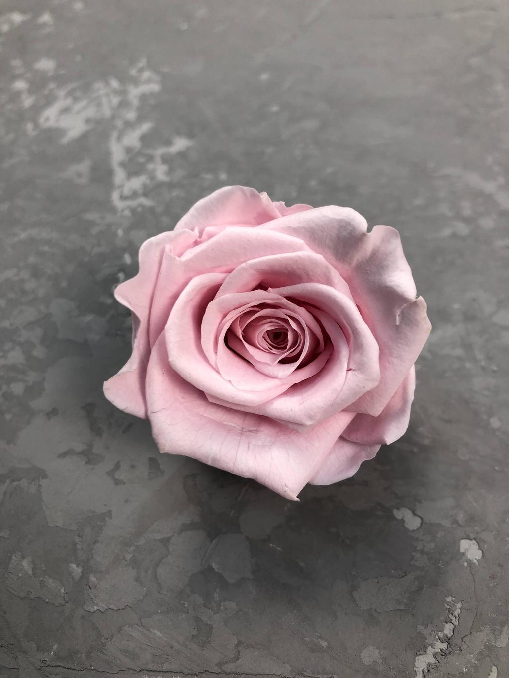 Роза классическая розовая d=5,5 см